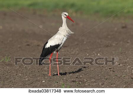Stock Photo - "White Stork (Ciconia ciconia) standing in a field, Burgenland, Austria, Europe". Fotosearch