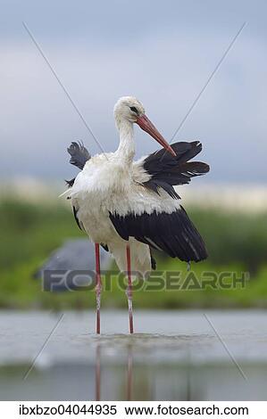 "White Stork (Ciconia ciconia) standing in shallow water preening, Kiskunsag National Park, Hungary, Europe" View Large Photo Image Stock Photography - "White Stork (Ciconia ciconia) standing in shallow water preening, Kiskunsag National Park, Hungary, Europe". Fotosearch