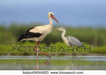 "White Stork (Ciconia ciconia) foraging, Kiskunsag National Park, Hungary, Europe" View Large Photo Image Stock Image - "White Stork (Ciconia ciconia) foraging, Kiskunsag National Park, Hungary, Europe". Fotosearch