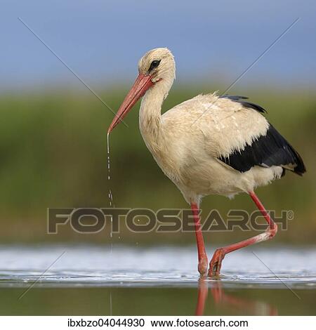 "White Stork (Ciconia ciconia) foraging, Kiskunsag National Park, Hungary, Europe" View Large Photo Image Stock Image - "White Stork (Ciconia ciconia) foraging, Kiskunsag National Park, Hungary, Europe". Fotosearch