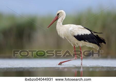 "White Stork (Ciconia ciconia) foraging, Kiskunsag National Park, Hungary, Europe" View Large Photo Image Stock Image - "White Stork (Ciconia ciconia) foraging, Kiskunsag National Park, Hungary, Europe". Fotosearch