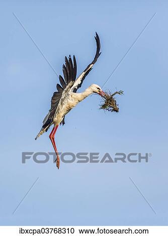 "White Stork (Ciconia ciconia), Extremadura, Spain, Europe" View Large Photo Image Stock Image - "White Stork (Ciconia ciconia), Extremadura, Spain, Europe". Fotosearch