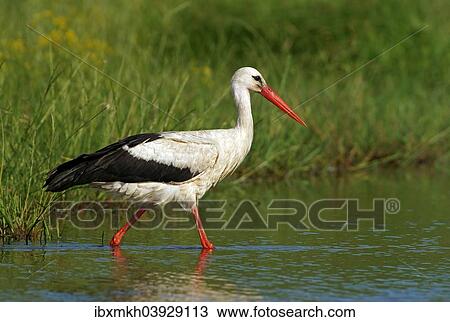 "White Stork (Ciconia ciconia), Mecklenburg-Western Pomerania, Germany, Europe" View Large Photo Image Stock Image - "White Stork (Ciconia ciconia), Mecklenburg-Western Pomerania, Germany, Europe". Fotosearch
