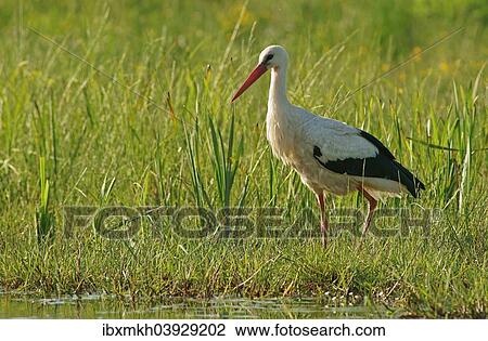 "White Stork (Ciconia ciconia), Mecklenburg-Western Pomerania, Germany, Europe" View Large Photo Image Stock Image - "White Stork (Ciconia ciconia), Mecklenburg-Western Pomerania, Germany, Europe". Fotosearch
