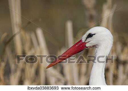 "White Stork (Ciconia ciconia), portrait, Munsterland, North Rhine-Westphalia, Germany, Europe" View Large Photo Image Stock Image - "White Stork (Ciconia ciconia), portrait, Munsterland, North Rhine-Westphalia, Germany, Europe". Fotosearch