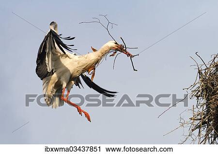 "White Stork (Ciconia ciconia) approaching to land with nesting material, North Hesse, Hesse, Germany, Europe" View Large Photo Image Stock Image - "White Stork (Ciconia ciconia) approaching to land with nesting material, North Hesse, Hesse, Germany, Europe". Fotosearch