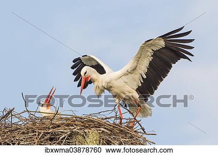 "White stork (Ciconia ciconia) approaching nest with nesting material, being welcomed by its partner, North Hesse, Hesse, Germany, Europe" View Large Photo Image Stock Image - "White stork (Ciconia ciconia) approaching nest with nesting material, being welcomed by its partner, North Hesse, Hesse, Germany, Europe". Fotosearch
