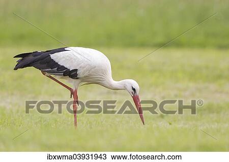 "White Stork (Ciconia ciconia) foraging, North Hesse, Hesse, Germany, Europe" View Large Photo Image Stock Image - "White Stork (Ciconia ciconia) foraging, North Hesse, Hesse, Germany, Europe". Fotosearch