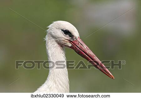 "White Stork (Ciconia ciconia), portrait, Lake Kerkini, Greece, Europe" View Large Photo Image Stock Photo - "White Stork (Ciconia ciconia), portrait, Lake Kerkini, Greece, Europe". Fotosearch