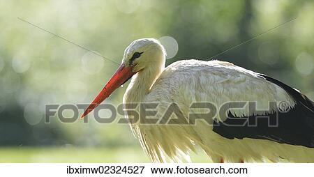 Stock Photo - "White Stork (Ciconia ciconia), Stuttgart, Baden-Wuerttemberg, Germany, Europe". Fotosearch