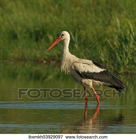 "White Stork (Ciconia ciconia), Mecklenburg-Western Pomerania, Germany, Europe" View Large Photo Image Stock Photo - "White Stork (Ciconia ciconia), Mecklenburg-Western Pomerania, Germany, Europe". Fotosearch