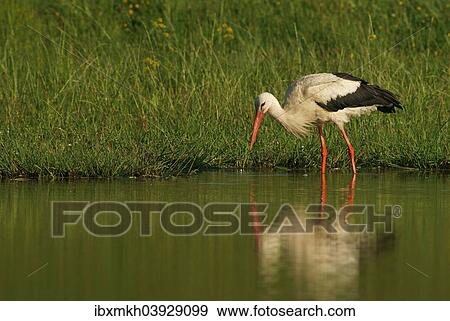 "White Stork (Ciconia ciconia), Mecklenburg-Western Pomerania, Germany, Europe" View Large Photo Image Stock Photo - "White Stork (Ciconia ciconia), Mecklenburg-Western Pomerania, Germany, Europe". Fotosearch