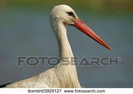 "White Stork (Ciconia ciconia), Mecklenburg-Western Pomerania, Germany, Europe" View Large Photo Image Stock Photo - "White Stork (Ciconia ciconia), Mecklenburg-Western Pomerania, Germany, Europe". Fotosearch