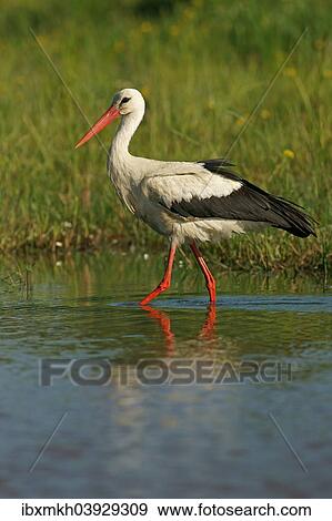 Stock Photo - "White Stork (Ciconia ciconia), Mecklenburg-Western Pomerania, Germany, Europe". Fotosearch