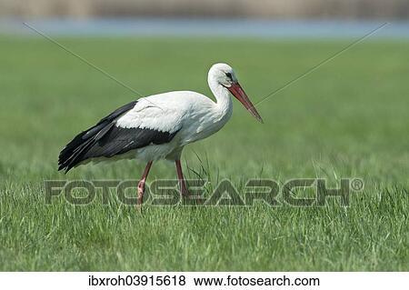 "White Stork (Ciconia ciconia), Burgenland, Austria, Europe" View Large Photo Image Stock Photo - "White Stork (Ciconia ciconia), Burgenland, Austria, Europe". Fotosearch