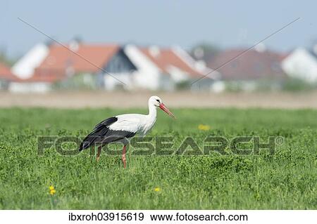 "White Stork (Ciconia ciconia), settlement at the back, Seewinkel, Burgenland, Austria, Europe" View Large Photo Image Stock Photo - "White Stork (Ciconia ciconia), settlement at the back, Seewinkel, Burgenland, Austria, Europe". Fotosearch
