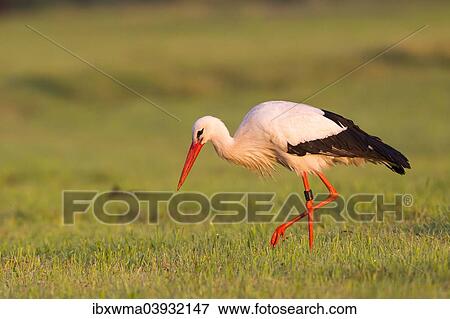 "White Stork (Ciconia ciconia), foraging for food, North Hesse, Hesse, Germany, Europe" View Large Photo Image Stock Photo - "White Stork (Ciconia ciconia), foraging for food, North Hesse, Hesse, Germany, Europe". Fotosearch