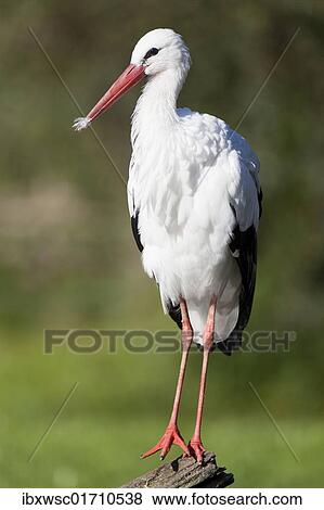 White Stork (Ciconia ciconia) View Large Photo Image Stock Photo - White Stork (Ciconia ciconia). Fotosearch