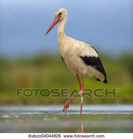 "White Stork (Ciconia ciconia) foraging, Kiskunsag National Park, Hungary, Europe" View Large Photo Image Stock Photograph - "White Stork (Ciconia ciconia) foraging, Kiskunsag National Park, Hungary, Europe". Fotosearch