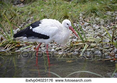 "White Stork (Ciconia ciconia), captive, Bavaria, Germany, Europe" View Large Photo Image Stock Photograph - "White Stork (Ciconia ciconia), captive, Bavaria, Germany, Europe". Fotosearch