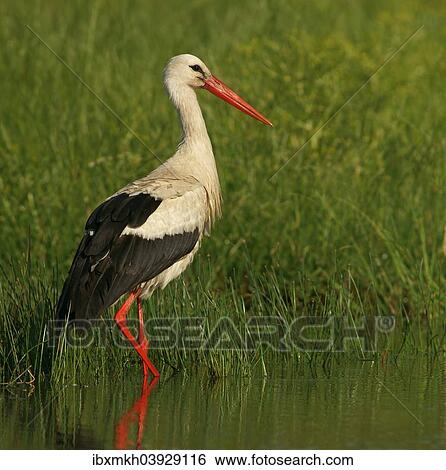 "White Stork (Ciconia ciconia), Mecklenburg-Western Pomerania, Germany, Europe" View Large Photo Image Stock Photograph - "White Stork (Ciconia ciconia), Mecklenburg-Western Pomerania, Germany, Europe". Fotosearch