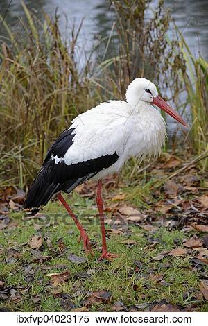 "White Stork (Ciconia ciconia), captive, Bavaria, Germany, Europe" View Large Photo Image Stock Photography - "White Stork (Ciconia ciconia), captive, Bavaria, Germany, Europe". Fotosearch