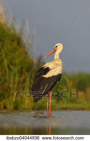 "White Stork (Ciconia ciconia), stork resting in the morning light, Kiskunsag National Park, south-east Hungary, Hungary, Europe" View Large Photo Image Stock Photograph - "White Stork (Ciconia ciconia), stork resting in the morning light, Kiskunsag National Park, south-east Hungary, Hungary, Europe". Fotosearch