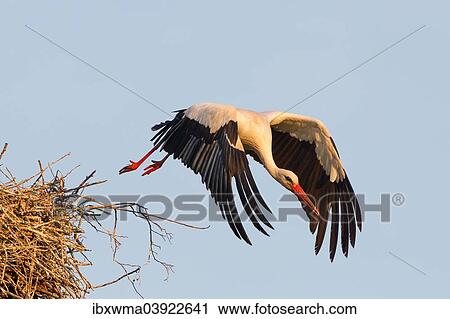 "White Stork (Ciconia ciconia) taking off from the nest, North Hesse, Kassel" View Large Photo Image Stock Image - "White Stork (Ciconia ciconia) taking off from the nest, North Hesse, Kassel". Fotosearch