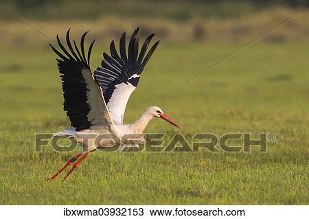"White Stork (Ciconia ciconia), taking off, North Hesse, Hesse, Germany, Europe" View Large Photo Image Stock Image - "White Stork (Ciconia ciconia), taking off, North Hesse, Hesse, Germany, Europe". Fotosearch