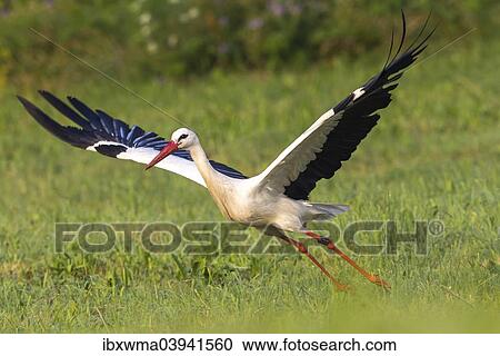 "White Stork (Ciconia ciconia) taking off from a meadow, North Hesse, Hesse, Germany, Europe" View Large Photo Image Stock Image - "White Stork (Ciconia ciconia) taking off from a meadow, North Hesse, Hesse, Germany, Europe". Fotosearch