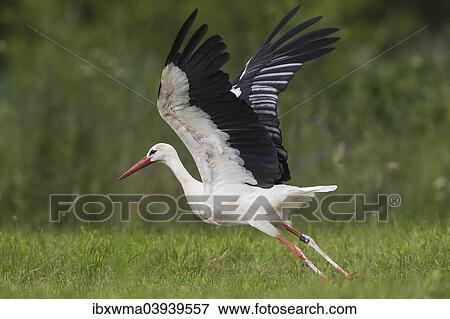 "White stork (Ciconia ciconia) taking off, North Hesse, Hesse, Germany, Europe" View Large Photo Image Stock Photo - "White stork (Ciconia ciconia) taking off, North Hesse, Hesse, Germany, Europe". Fotosearch