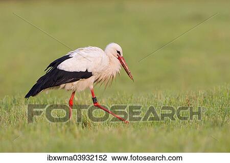 "White Stork (Ciconia ciconia), wading on meadow, foraging for food, North Hesse, Hesse, Germany, Europe" View Large Photo Image Stock Image - "White Stork (Ciconia ciconia), wading on meadow, foraging for food, North Hesse, Hesse, Germany, Europe". Fotosearch