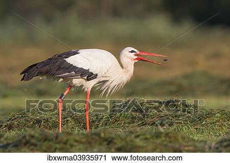 "White Stork (Ciconia ciconia) with a captured beetle, North Hesse, Hesse, Germany, Europe" View Large Photo Image Stock Image - "White Stork (Ciconia ciconia) with a captured beetle, North Hesse, Hesse, Germany, Europe". Fotosearch