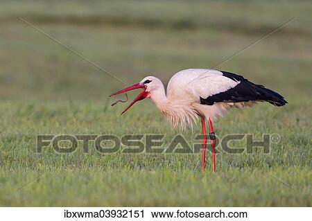 "White Stork (Ciconia ciconia), with captured earthworm, North Hesse, Hesse, Germany, Europe" View Large Photo Image Stock Image - "White Stork (Ciconia ciconia), with captured earthworm, North Hesse, Hesse, Germany, Europe". Fotosearch