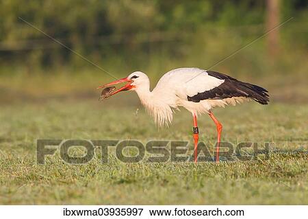 Stock Photo - "White Stork (Ciconia ciconia) with captured vole, North Hesse, Hesse, Germany, Europe". Fotosearch
