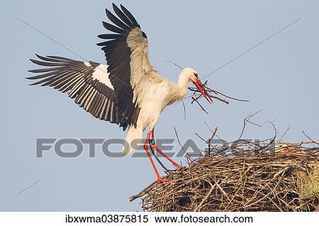 "White Stork (Ciconia ciconia) with nesting material landing on nest, Hesse, Germany, Europe" View Large Photo Image Stock Photography - "White Stork (Ciconia ciconia) with nesting material landing on nest, Hesse, Germany, Europe". Fotosearch
