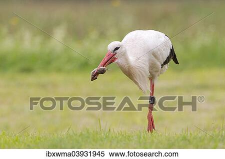 "White Stork (Ciconia ciconia) with captured European Water Vole (Arvicola terrestris), North Hesse, Hesse, Germany, Europe" View Large Photo Image Stock Photography - "White Stork (Ciconia ciconia) with captured European Water Vole (Arvicola terrestris), North Hesse, Hesse, Germany, Europe". Fotosearch