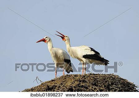 White Storks at the nest (Ciconia ciconia) View Large Photo Image Stock Photo - White Storks at the nest (Ciconia ciconia). Fotosearch