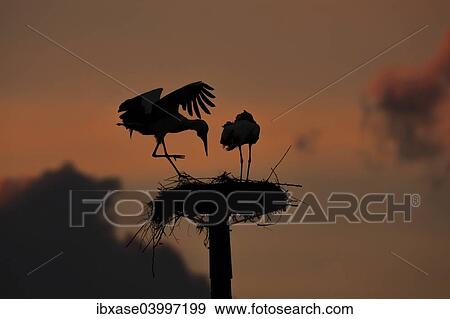 "White Storks (Ciconia ciconia), adult pair on artificial nesting poles at sunset, Caceres province, Extremadura, Spain, Europe" View Large Photo Image Stock Photo - "White Storks (Ciconia ciconia), adult pair on artificial nesting poles at sunset, Caceres province, Extremadura, Spain, Europe". Fotosearch