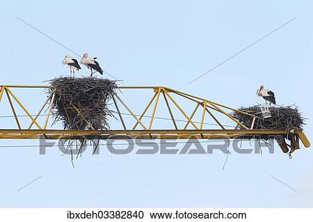 "White storks (Ciconia ciconia) and white stork nests on the arm of a construction crane, Kirchheim, Unterallgau District, Bavaria, Germany, Europe" View Large Photo Image Stock Image - "White storks (Ciconia ciconia) and white stork nests on the arm of a construction crane, Kirchheim, Unterallgau District, Bavaria, Germany, Europe". Fotosearch