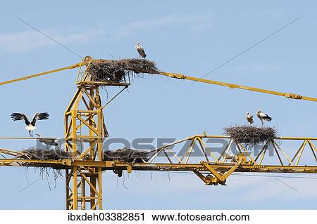 "White storks (Ciconia ciconia) and white stork nests on the arm of a construction crane, Kirchheim, Unterallgau District, Bavaria, Germany, Europe" View Large Photo Image Stock Image - "White storks (Ciconia ciconia) and white stork nests on the arm of a construction crane, Kirchheim, Unterallgau District, Bavaria, Germany, Europe". Fotosearch