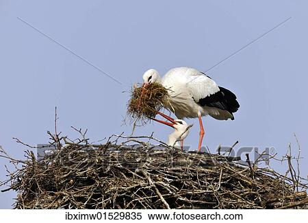 Stock Photography - White Storks (Ciconia ciconia) cleaning their nest. Fotosearch