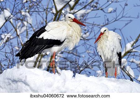 "White Storks (Ciconia ciconia), couple standing on snowy nest, Switzerland, Europe" View Large Photo Image Stock Image - "White Storks (Ciconia ciconia), couple standing on snowy nest, Switzerland, Europe". Fotosearch