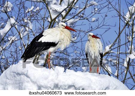"White Storks (Ciconia ciconia), couple standing on snowy nest, Switzerland, Europe" View Large Photo Image Stock Image - "White Storks (Ciconia ciconia), couple standing on snowy nest, Switzerland, Europe". Fotosearch
