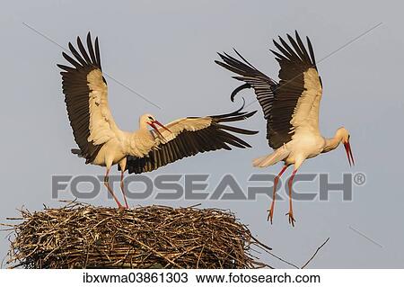 "White Storks (Ciconia ciconia), female chasing away male from the nest, Hesse, Germany, Europe" View Large Photo Image Stock Image - "White Storks (Ciconia ciconia), female chasing away male from the nest, Hesse, Germany, Europe". Fotosearch