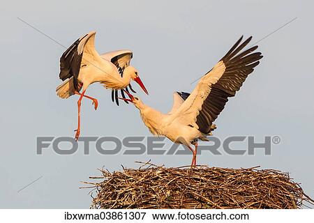 "White Storks (Ciconia ciconia), female fighting off male on the nest, Hesse, Germany, Europe" View Large Photo Image Stock Photo - "White Storks (Ciconia ciconia), female fighting off male on the nest, Hesse, Germany, Europe". Fotosearch