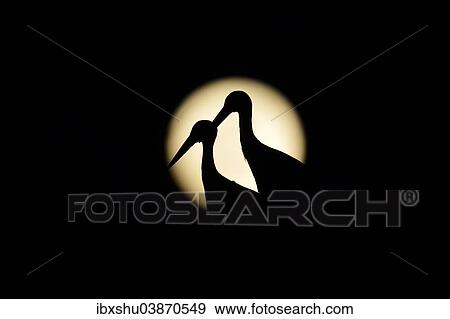 Stock Photo - "White Storks (Ciconia ciconia), in silhouette, against the full moon, Canton of Aargau, Switzerland, Europe". Fotosearch
