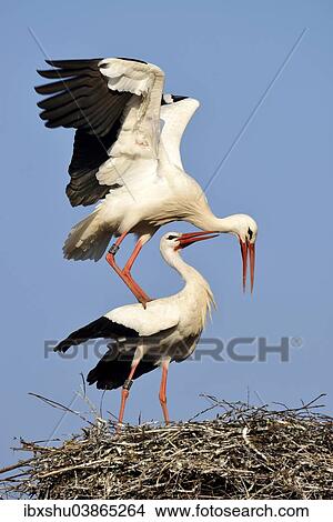"White storks (Ciconia ciconia) mating, Canton of Aargau, Switzerland, Europe" View Large Photo Image Picture - "White storks (Ciconia ciconia) mating, Canton of Aargau, Switzerland, Europe". Fotosearch