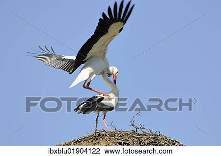 "White Storks (Ciconia ciconia), mating" View Large Photo Image Stock Image - "White Storks (Ciconia ciconia), mating". Fotosearch