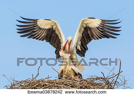 "White storks (Ciconia ciconia) mating on the horst, Hesse, Germany, Europe" View Large Photo Image Stock Image - "White storks (Ciconia ciconia) mating on the horst, Hesse, Germany, Europe". Fotosearch